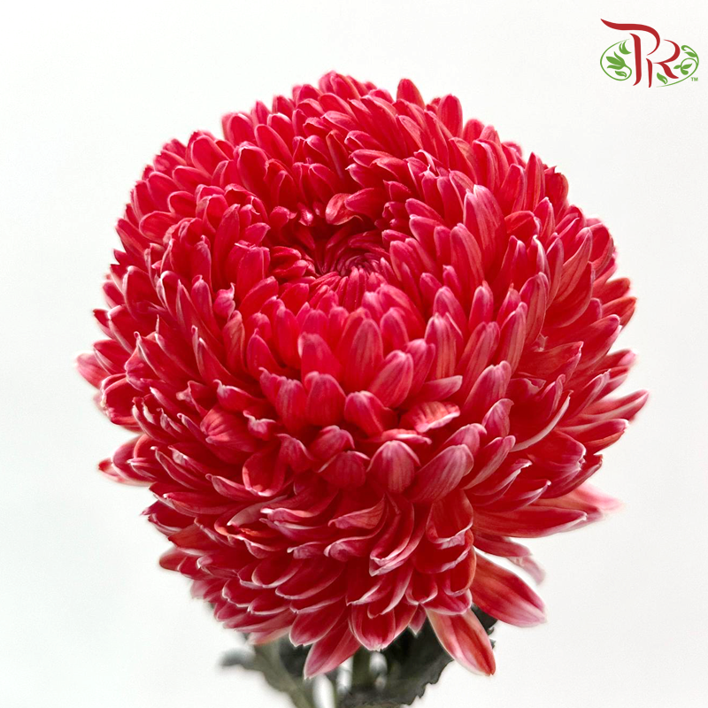 Peony Mum Dyed (Chrysanthemum) - Cardinal Red (5 Stems)