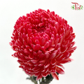 Peony Mum Dyed (Chrysanthemum) - Cardinal Red (5 Stems)