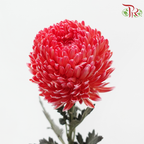 Peony Mum Dyed (Chrysanthemum) - Cardinal Red (5 Stems)