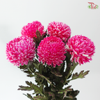 Peony Mum Dyed (Chrysanthemum) - R10 (5 Stems)