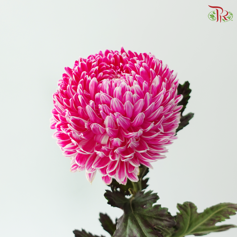 Peony Mum Dyed (Chrysanthemum) - R10 (5 Stems)