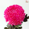 Peony Mum Dyed (Chrysanthemum) - R10 (5 Stems)