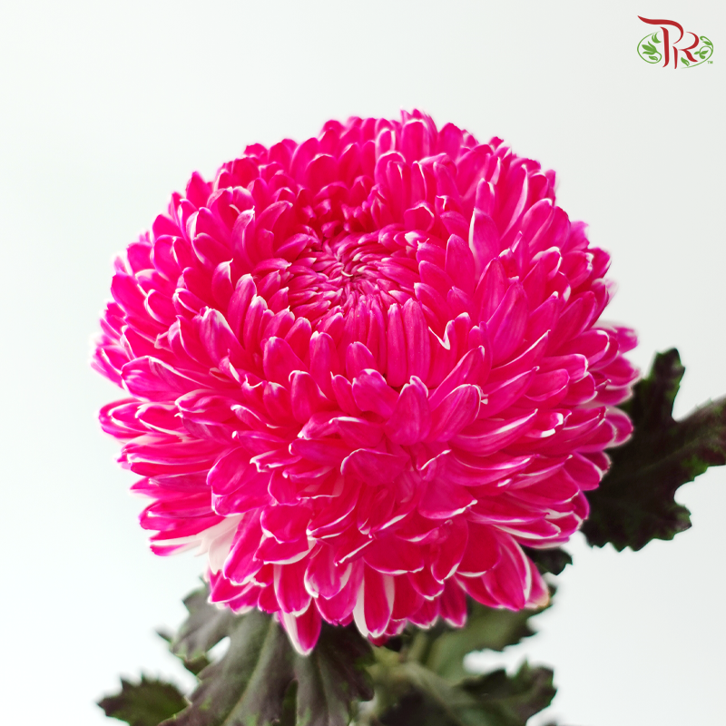 Peony Mum Dyed (Chrysanthemum) - R10 (5 Stems)