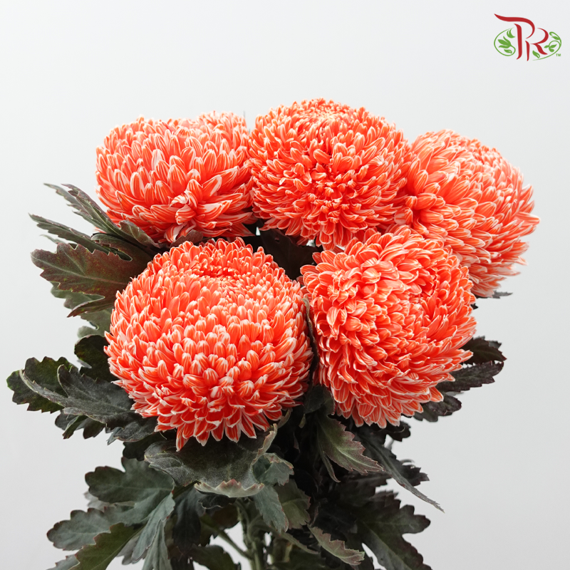 Peony Mum Dyed (Chrysanthemum) - Coral Orange (5 Stems)