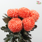 Peony Mum Dyed (Chrysanthemum) - Coral Orange (5 Stems)