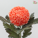 Peony Mum Dyed (Chrysanthemum) - Coral Orange (5 Stems)