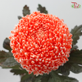 Peony Mum Dyed (Chrysanthemum) - Coral Orange (5 Stems)