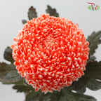 Peony Mum Dyed (Chrysanthemum) - Coral Orange (5 Stems)