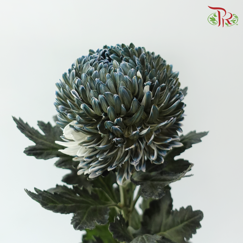 Peony Mum Dyed (Chrysanthemum) - Deep Sea Green (5 Stems)