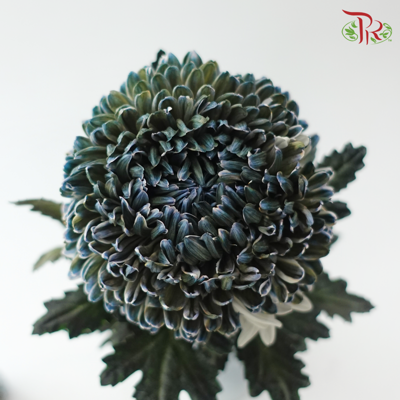 Peony Mum Dyed (Chrysanthemum) - Deep Sea Green (5 Stems)