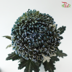 Peony Mum Dyed (Chrysanthemum) - Deep Sea Green (5 Stems)