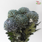 Peony Mum Dyed (Chrysanthemum) - Deep Sea Green (5 Stems)