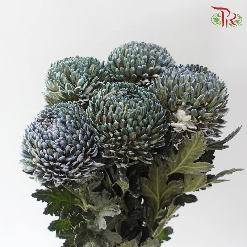Peony Mum Dyed (Chrysanthemum) - Deep Sea Green (5 Stems)