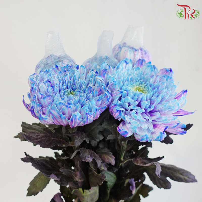 Peony Mum Dyed (Chrysanthemum) - Unicorn (5 Stems)