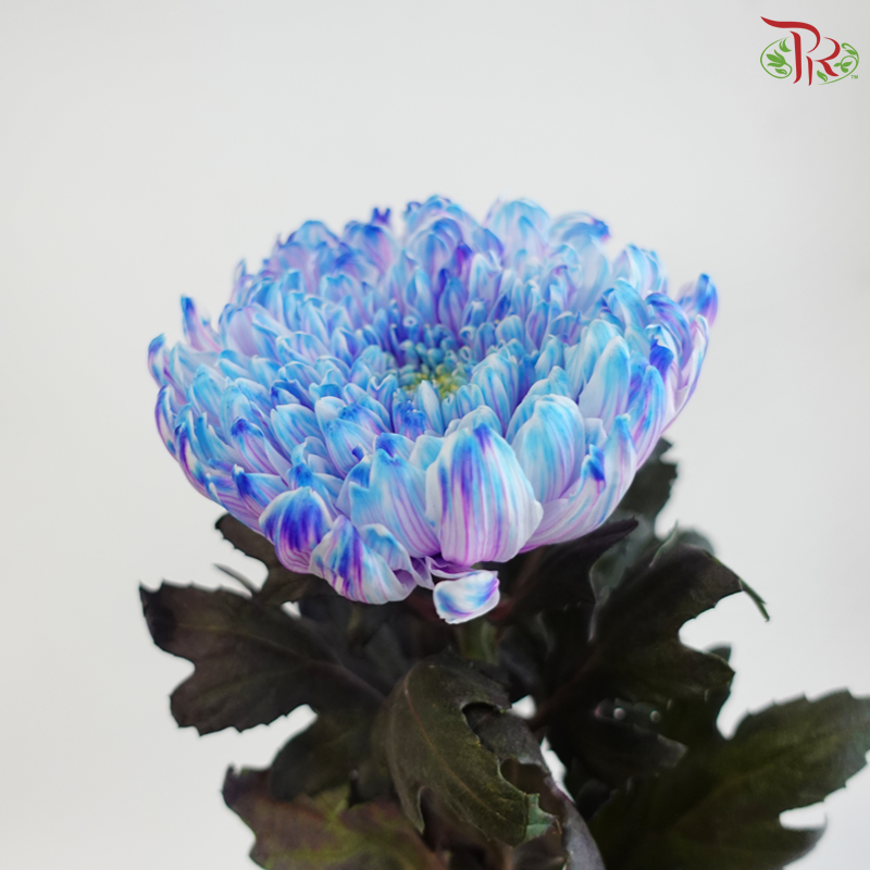 Peony Mum Dyed (Chrysanthemum) - Unicorn (5 Stems)