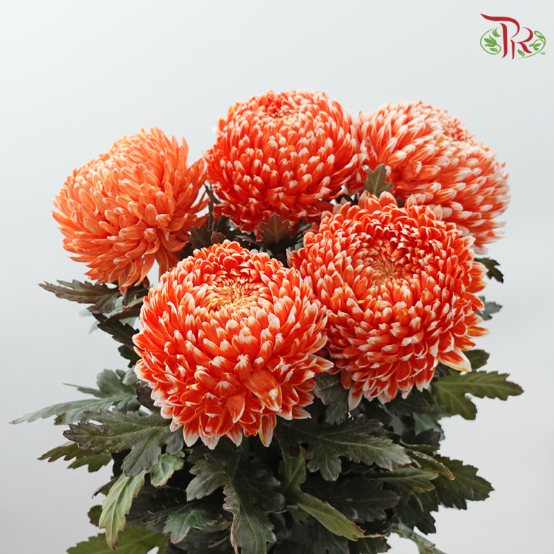 Peony Mum Dyed (Chrysanthemum) - International Orange (5 Stems)