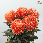 Peony Mum Dyed (Chrysanthemum) - International Orange (5 Stems)