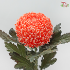 Peony Mum Dyed (Chrysanthemum) - International Orange (5 Stems)