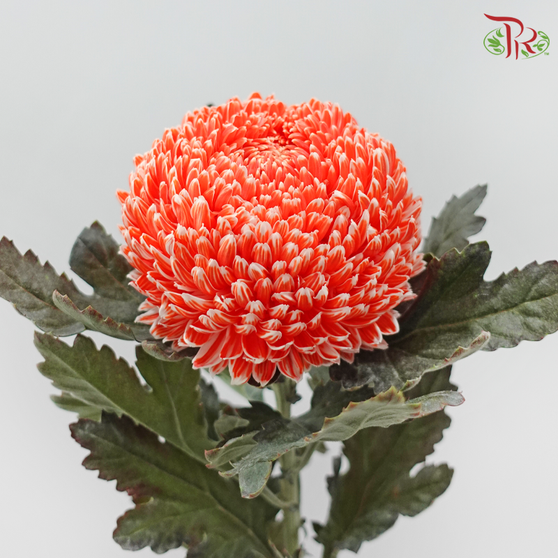 Peony Mum Dyed (Chrysanthemum) - International Orange (5 Stems)