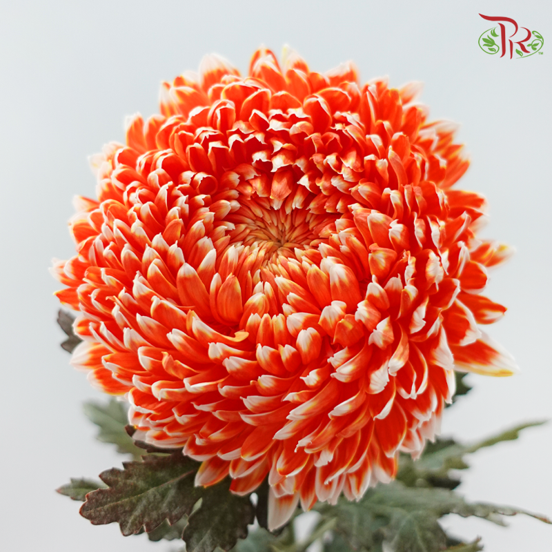 Peony Mum Dyed (Chrysanthemum) - International Orange (5 Stems)