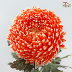 Peony Mum Dyed (Chrysanthemum) - International Orange (5 Stems)