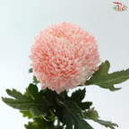 Peony Mum Dyed (Chrysanthemum) - Apricot Blush (5 Stems)