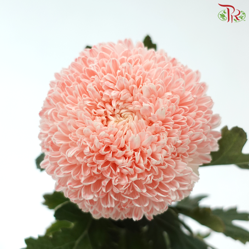 Peony Mum Dyed (Chrysanthemum) - Apricot Blush (5 Stems)