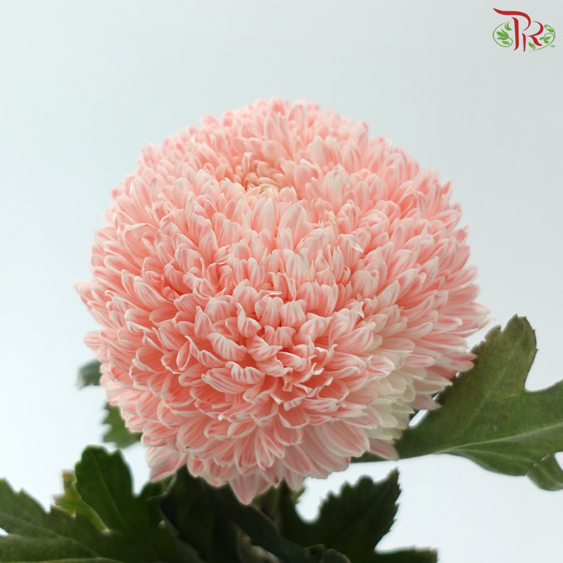 Peony Mum Dyed (Chrysanthemum) - Apricot Blush (5 Stems)