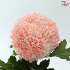 Peony Mum Dyed (Chrysanthemum) - Apricot Blush (5 Stems)