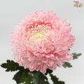 Peony Mum Dyed (Chrysanthemum) - Light Pink (5 Stems)