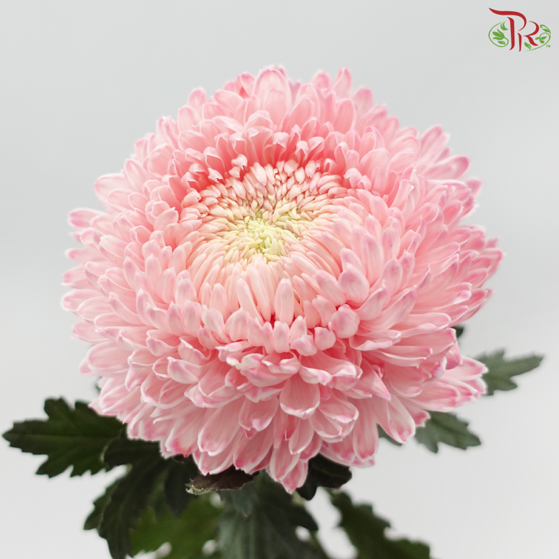 Peony Mum Dyed (Chrysanthemum) - Light Pink (5 Stems)
