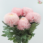 Peony Mum Dyed (Chrysanthemum) - Light Pink (5 Stems)