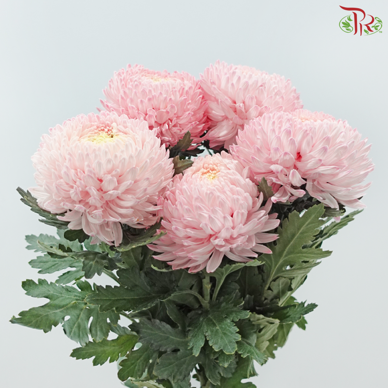 Peony Mum Dyed (Chrysanthemum) - Light Pink (5 Stems)