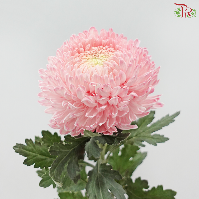 Peony Mum Dyed (Chrysanthemum) - Light Pink (5 Stems)