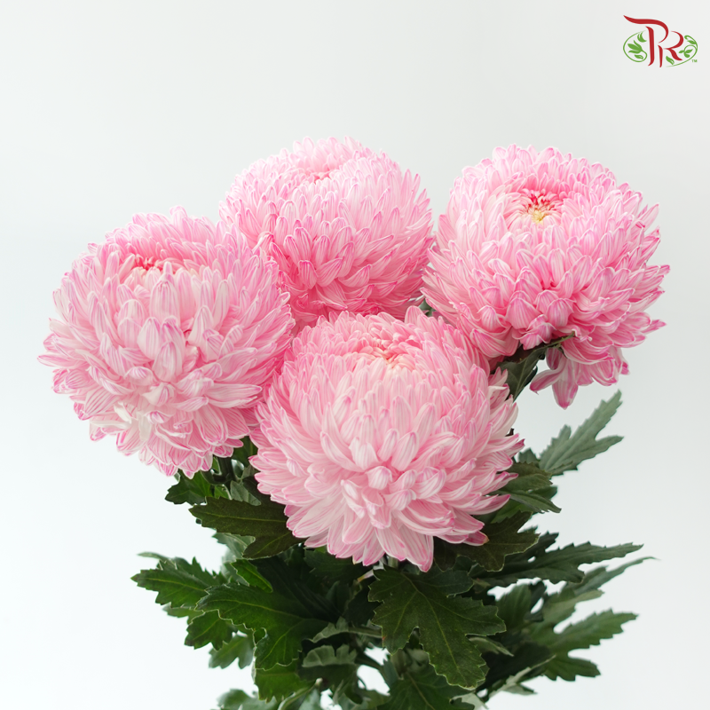 Peony Mum Dyed (Chrysanthemum) - Flamingo Pink (5 Stems)