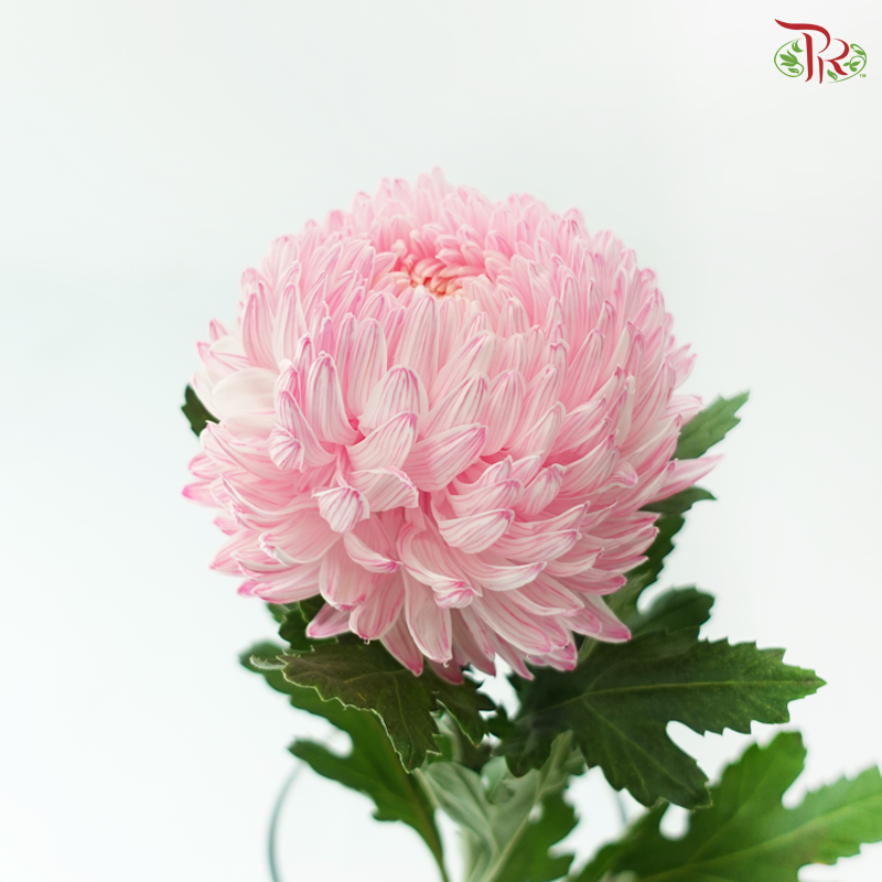 Peony Mum Dyed (Chrysanthemum) - Flamingo Pink (5 Stems)