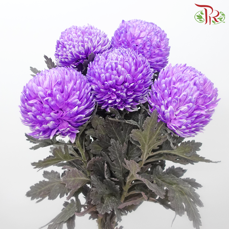 Peony Mum Dyed (Chrysanthemum) - Magical Purple (5 Stems)