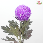 Peony Mum Dyed (Chrysanthemum) - Magical Purple (5 Stems)