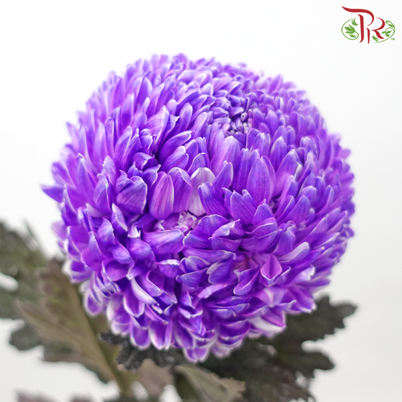 Peony Mum Dyed (Chrysanthemum) - Magical Purple (5 Stems)