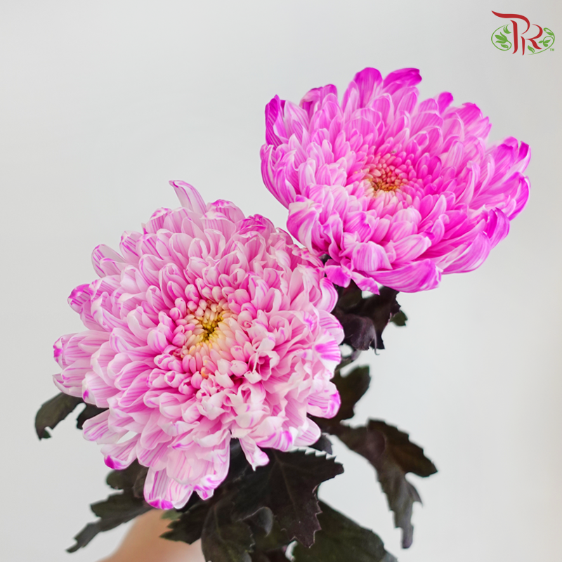 Peony Mum Dyed (Chrysanthemum) - Cherry Pink (5 Stems)