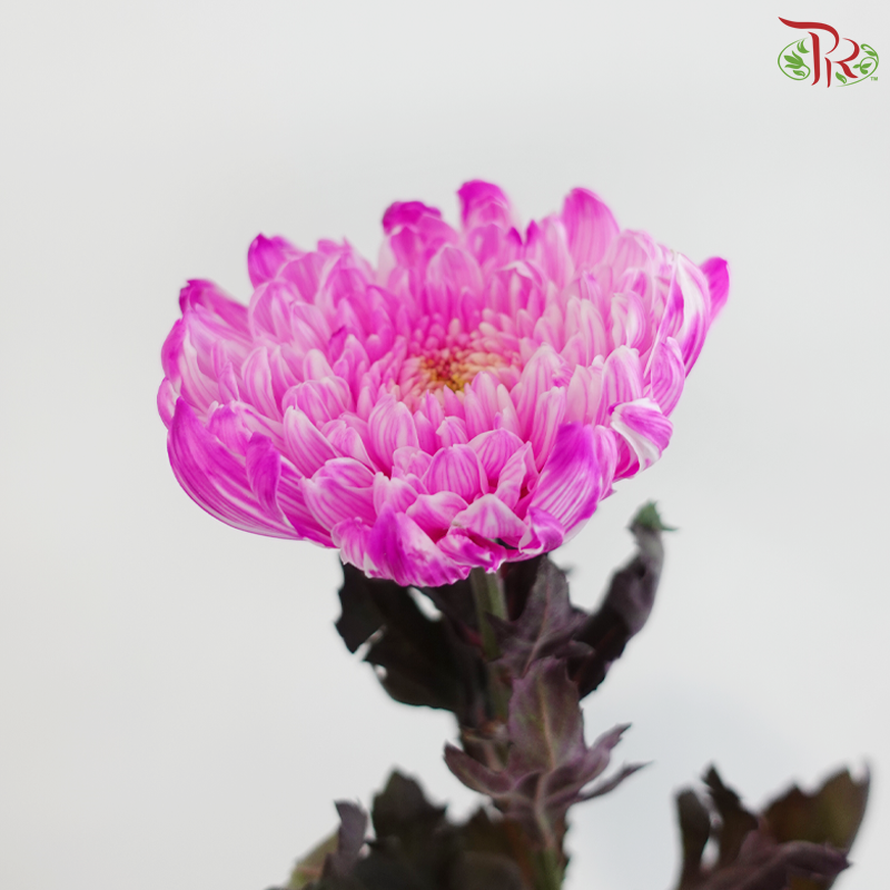 Peony Mum Dyed (Chrysanthemum) - Cherry Pink (5 Stems)