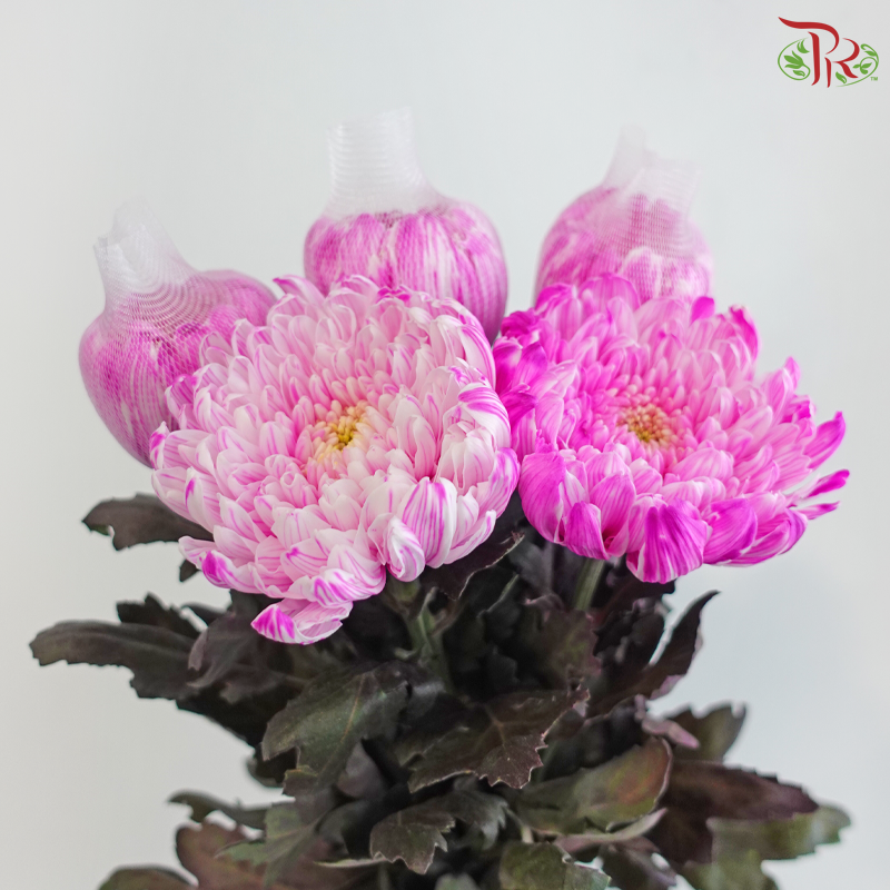 Peony Mum Dyed (Chrysanthemum) - Cherry Pink (5 Stems)