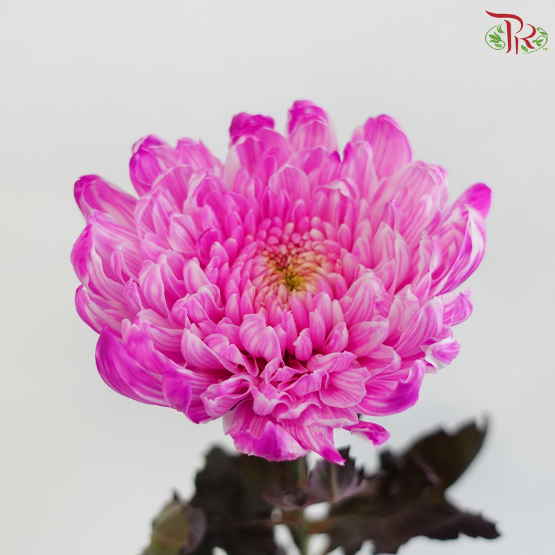 Peony Mum Dyed (Chrysanthemum) - Cherry Pink (5 Stems)