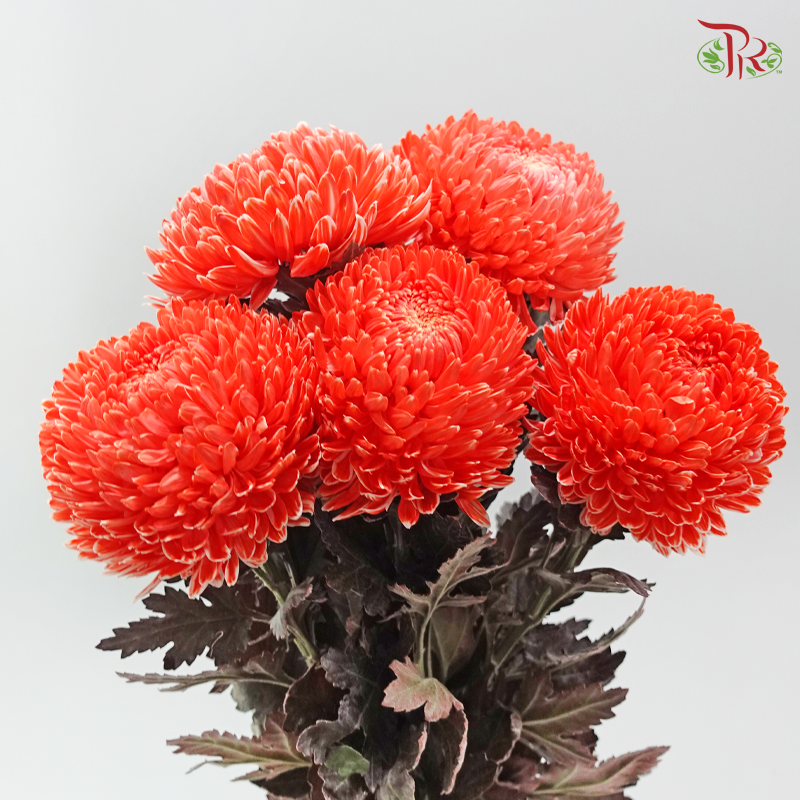Peony Mum Dyed (Chrysanthemum) - Neon Coral Pink (5 Stems)