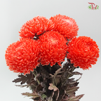 Peony Mum Dyed (Chrysanthemum) - Neon Coral Pink (5 Stems)