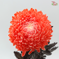 Peony Mum Dyed (Chrysanthemum) - Neon Coral Pink (5 Stems)