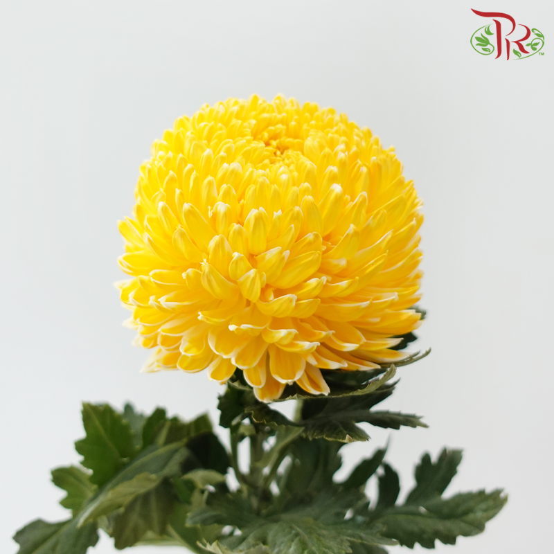 Peony Mum Dyed (Chrysanthemum) - Amber Yellow (5 Stems)