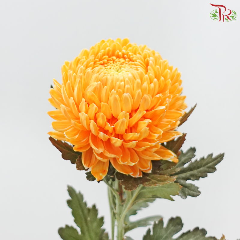 Peony Mum Dyed (Chrysanthemum) - Orange Peel (5 Stems)
