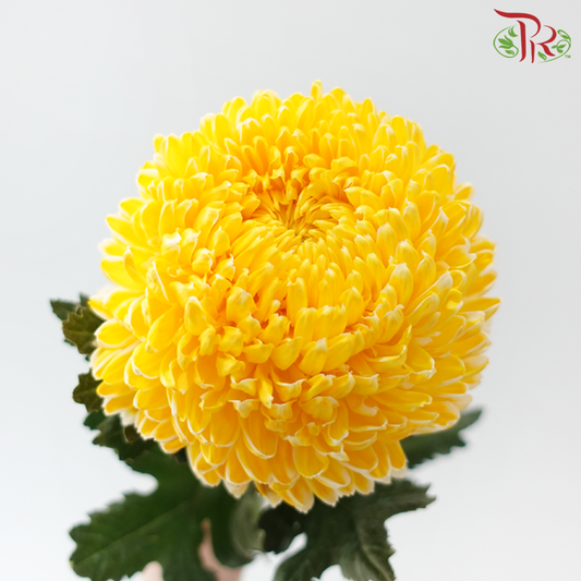 Peony Mum Dyed (Chrysanthemum) - Amber Yellow (5 Stems)