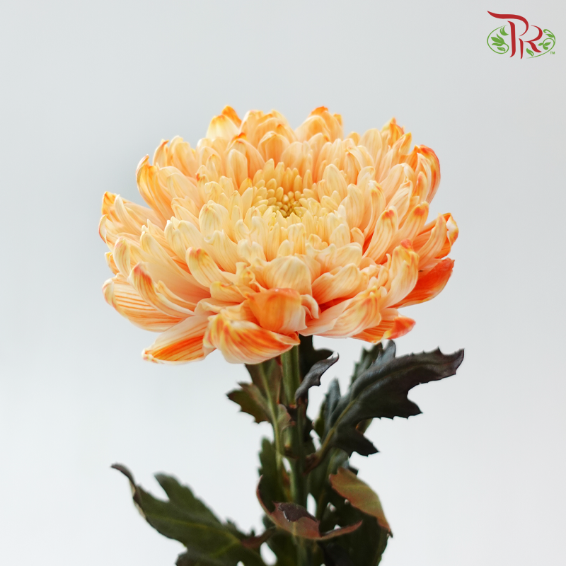 Peony Mum Dyed (Chrysanthemum) - Orange 43TY (5 Stems)